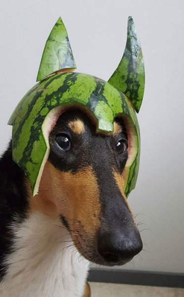 Meloncollie.jpg