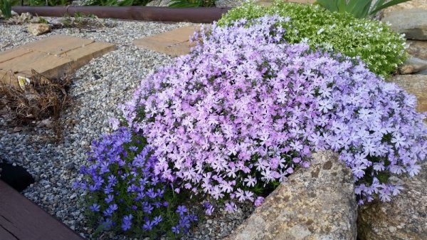 lavender and blue phlox 5-21-19.jpg