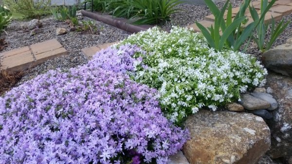 White phlox 5-25-19.jpg