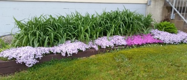 phlox bunder bay window 5-25-19.jpg
