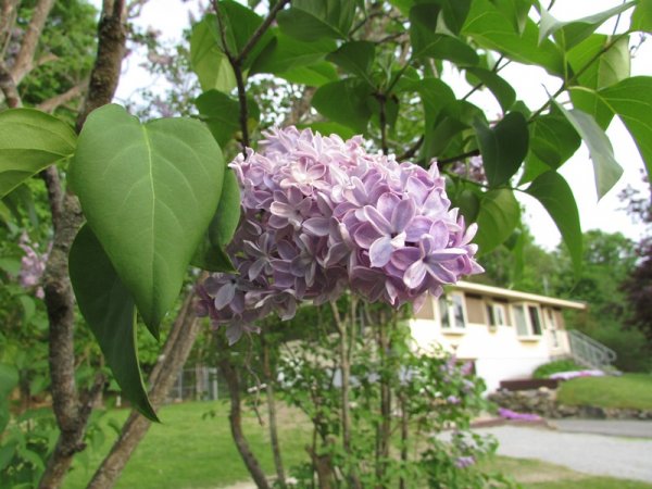 lilac.jpg