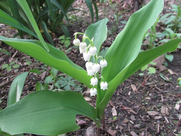 lily of the valley side garden-single plant.jpg