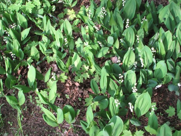 lily of the valley 2.jpg