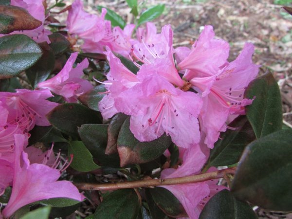 Rhodie - olg mezitt.jpg