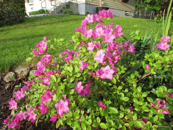 Rhodie - purple gem.jpg