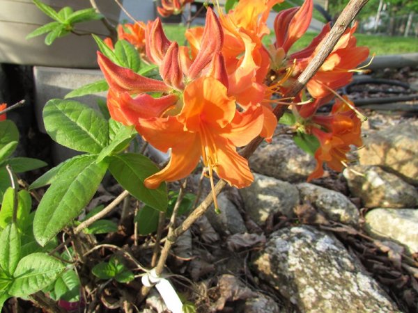 Azalea - madarin lights.jpg