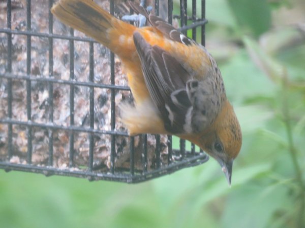 female orieles 1.jpg