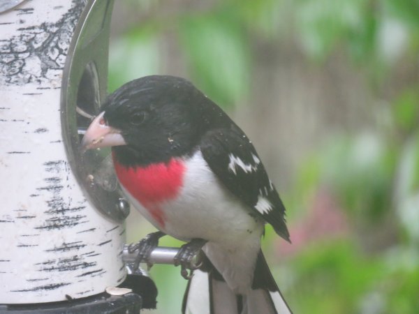 grosbeak 1.jpg