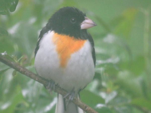 orange belly grosbeak 1.jpg