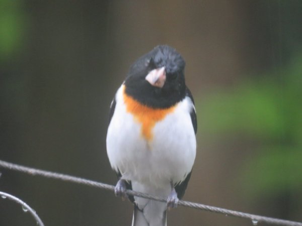 orange belly grosbeak.jpg