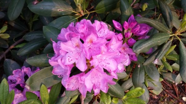 rhodie in front trying to bloom - bloom.jpg