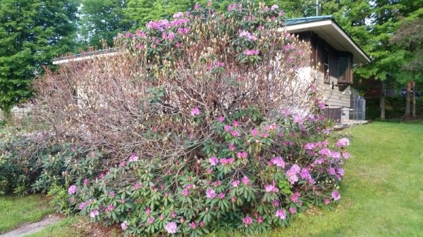 rhodie in front trying to bloom 3.jpg