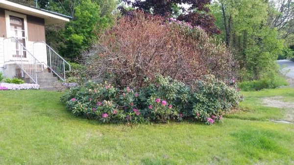 rhodie in front trying to bloom 1.jpg