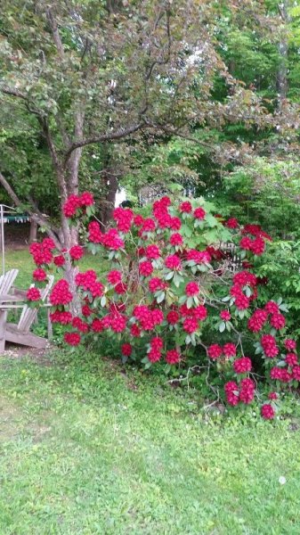 Rhodie - red from yard.jpg
