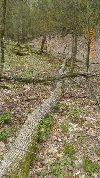 101_9097.JPG
