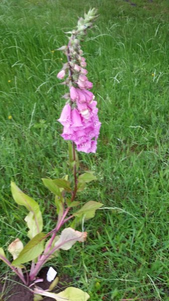 20190602_184152.jpg