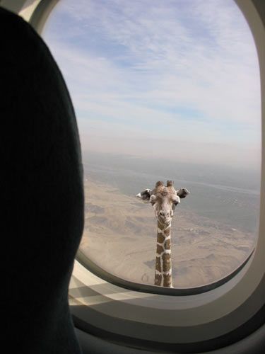 Tall girafe.jpg