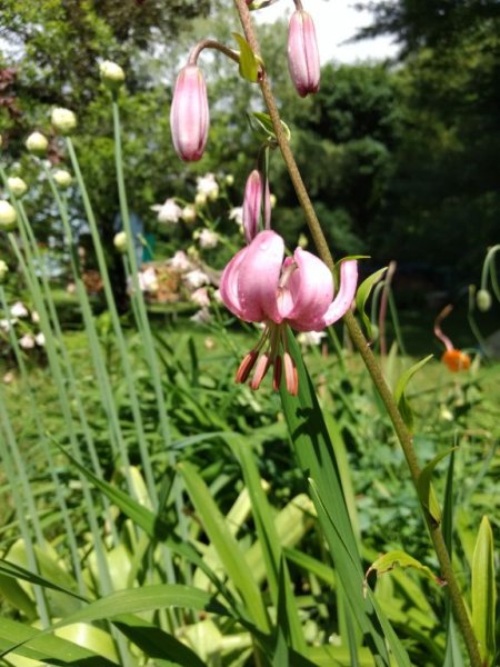 IMG_20190606_35475.jpg