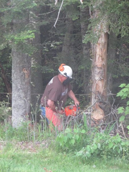 tree cutting start cutting.jpg