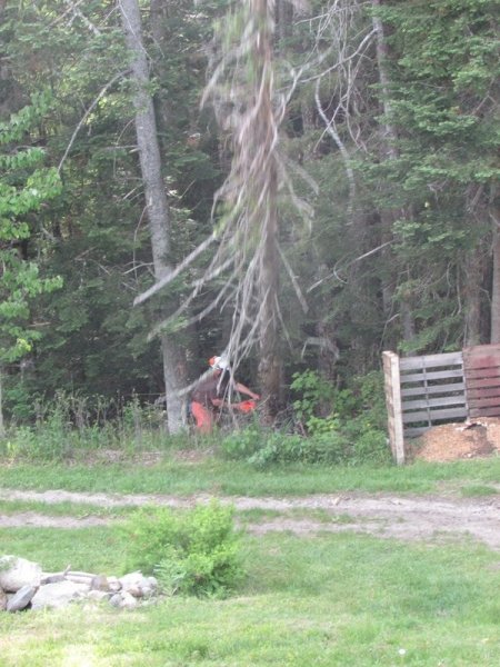 tree cutting  begin fall.jpg