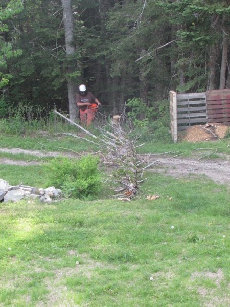 tree cutting fallen tree.jpg