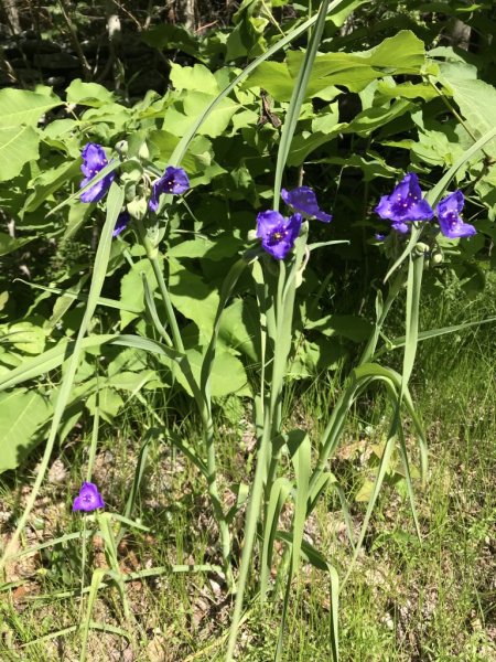 road_flowers_0619.jpg