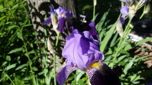 iris - purple - close single.jpg