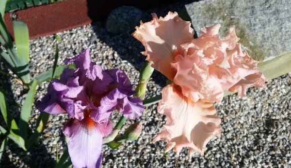 iris - purple and peach.jpg
