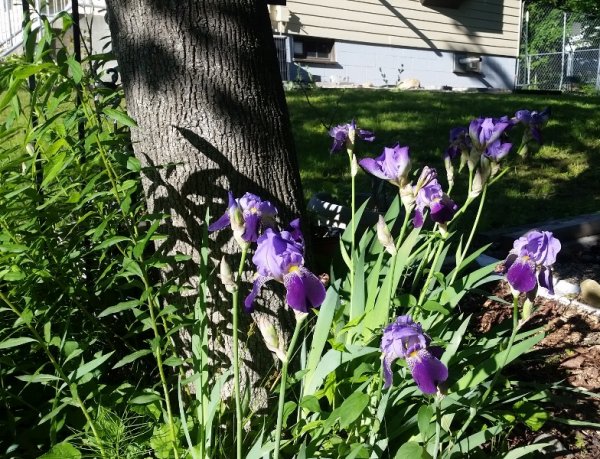 iris - purple bunch by tree.jpg