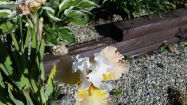 iris - white with peach petals.jpg