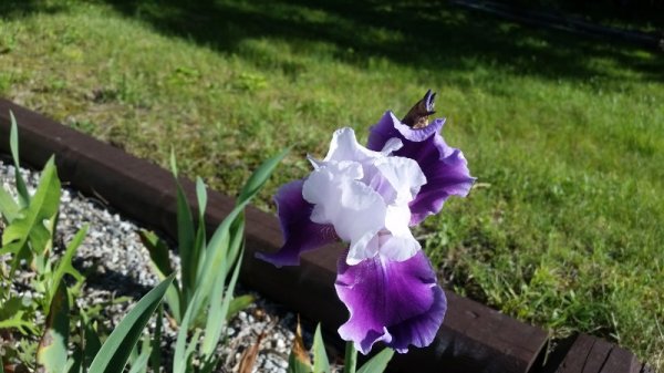 iris - white with purple petals.jpg