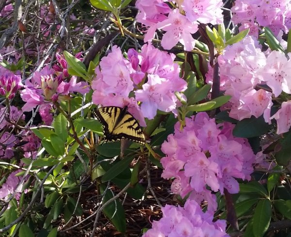 Butterfly on rhodie.jpg