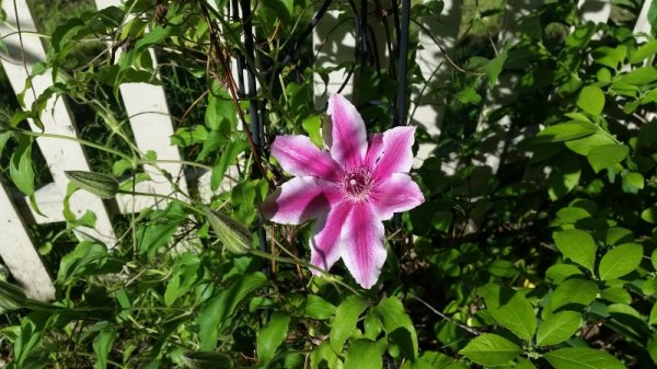 Clematis by fence.jpg