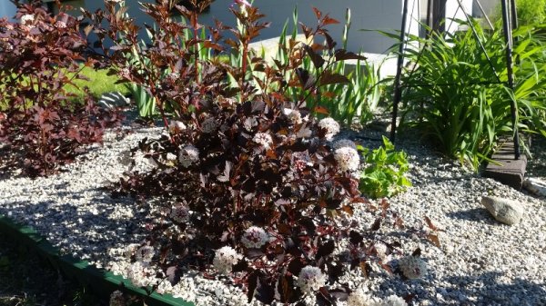 Nine bark in bloom - by garage.jpg