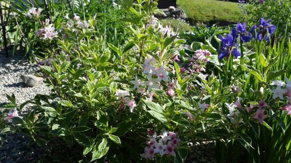 Weigala - varigated with purple Japanese iris.jpg