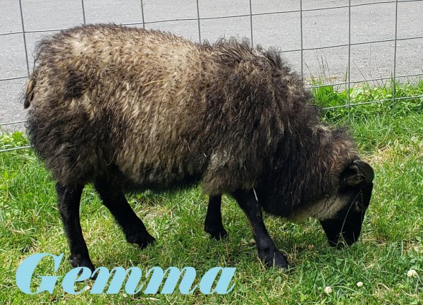 Gemma1.jpg