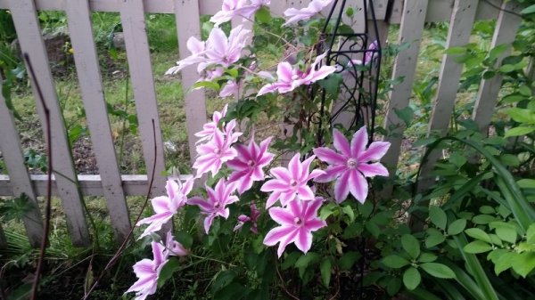 Clematis 6-21-19 - 1.jpg