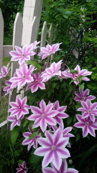 Clematis 6-21-19 - 2.jpg