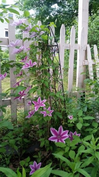 Clematis 6-21-19 - 3 other plant.jpg