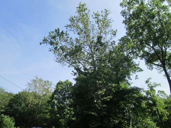 IMG_0559.JPG