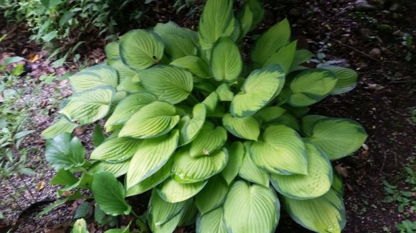 Hosta in shade garden.jpg