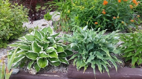 Hostas by driveway.jpg
