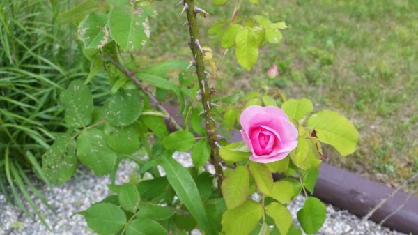 rose by stairs 1st second angle.jpg