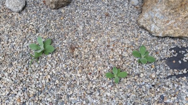 rose campion - next years starts.jpg