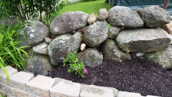 Butterfly bush plant.jpg