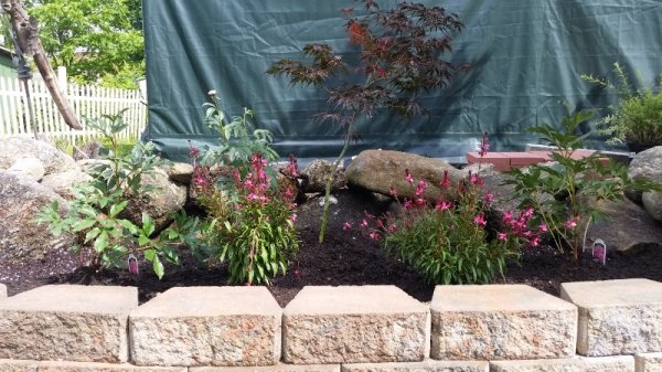 garden from front - after compost.jpg
