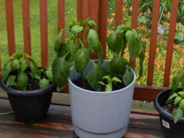 DSCN2270.JPG