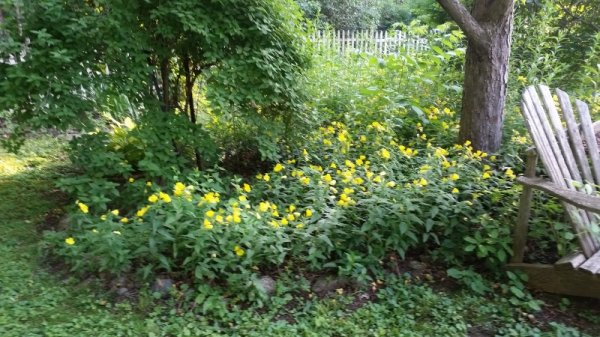 Sunshine buttercups side yard.jpg