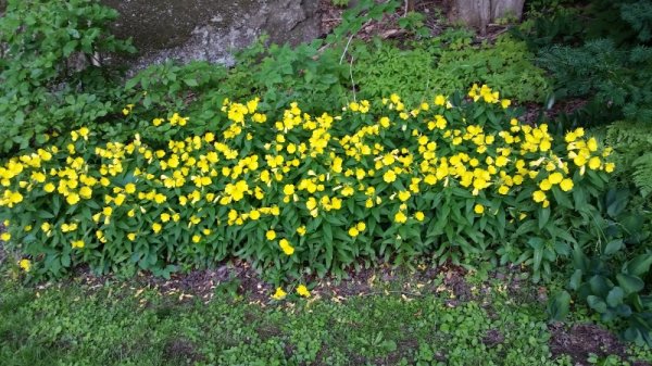 Sunshine buttercups backyard.jpg