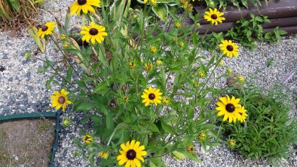 Black eyed Susans from Midwinter.jpg
